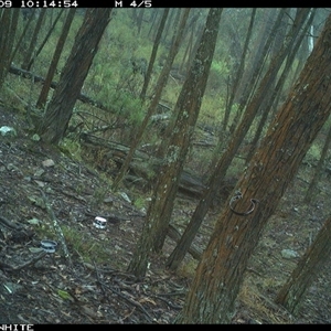 Wallabia bicolor (Swamp Wallaby) at Crowther, NSW - 9 Jun 2025 by Frecko