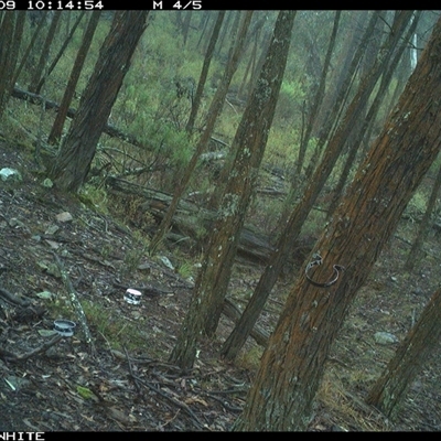 Wallabia bicolor (Swamp Wallaby) at Crowther, NSW - 9 Jun 2025 by Frecko