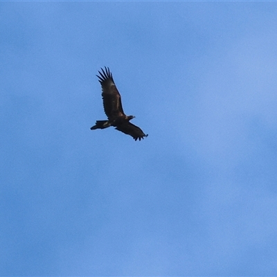 Aquila audax (Wedge-tailed Eagle) at West Wodonga, VIC - Today by KylieWaldon