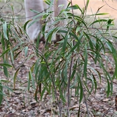 Acacia doratoxylon at Baranduda, VIC - 13 Jul 2025 by KylieWaldon