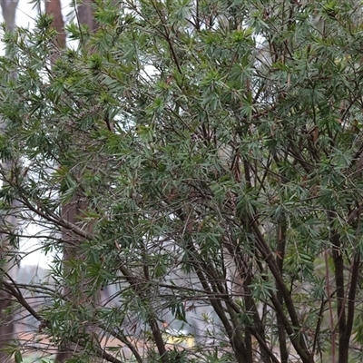 Callistemon (genus) at Baranduda, VIC - Yesterday by KylieWaldon