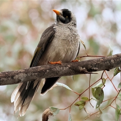 Manorina melanocephala (Noisy Miner) at Baranduda, VIC - Yesterday by KylieWaldon