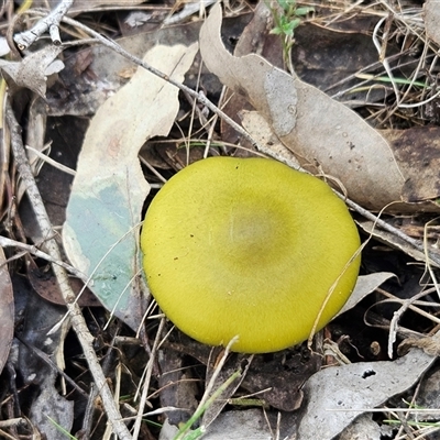 Cortinarius austrovenetus at Hawker, ACT - 13 Jul 2025 by sangio7