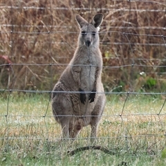 Macropus giganteus at Baranduda, VIC - 13 Jul 2025 by KylieWaldon