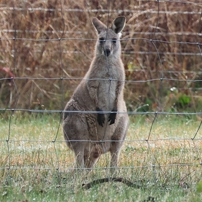 Macropus giganteus at Baranduda, VIC - 13 Jul 2025 by KylieWaldon