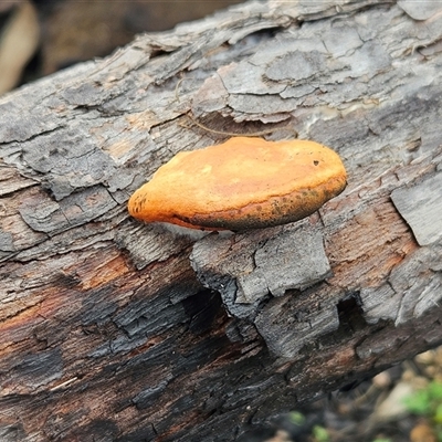 Trametes coccinea at Hawker, ACT - 13 Jul 2025 by sangio7