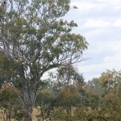Eucalyptus blakelyi at Baranduda, VIC - 13 Jul 2025 by KylieWaldon