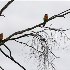 Platycercus eximius (Eastern Rosella) at Hawker, ACT - 14 Jan 2008 by AlisonMilton