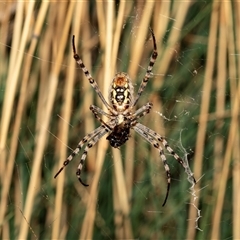 Unverified Orb-weaving spider (several families) at Acton, ACT - 21 Mar 2019 by AlisonMilton