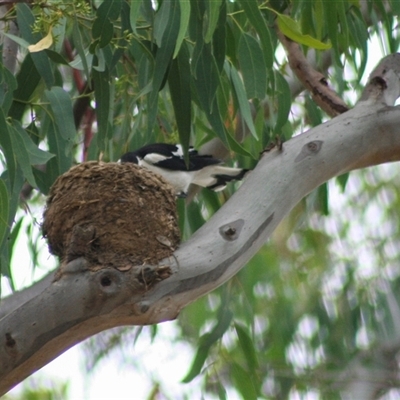 Grallina cyanoleuca (Magpie-lark) at Hawker, ACT - 14 Jan 2008 by AlisonMilton