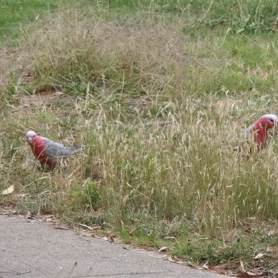 Eolophus roseicapilla (Galah) at Hawker, ACT - 14 Jan 2008 by AlisonMilton