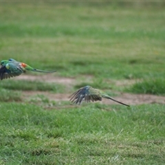 Psephotus haematonotus (Red-rumped Parrot) at Hawker, ACT - 14 Jan 2008 by AlisonMilton