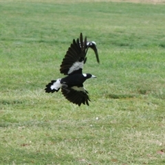 Gymnorhina tibicen (Australian Magpie) at Hawker, ACT - 14 Jan 2008 by AlisonMilton