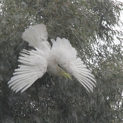 Cacatua galerita (Sulphur-crested Cockatoo) at Higgins, ACT - 21 Jan 2015 by AlisonMilton