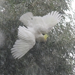 Cacatua galerita at Higgins, ACT - 21 Jan 2015 06:50 PM