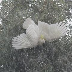 Cacatua galerita at Higgins, ACT - 21 Jan 2015 06:50 PM