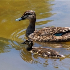 Anas superciliosa (Pacific Black Duck) at Phillip, ACT - 18 Dec 2015 by AlisonMilton