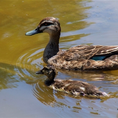 Anas superciliosa (Pacific Black Duck) at Phillip, ACT - 18 Dec 2015 by AlisonMilton