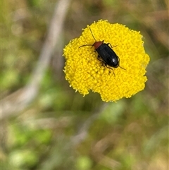 Atoichus bicolor at Collector, NSW - 27 Sep 2023 by JaneR