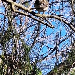 Unverified Small (Robin, Finch, Thornbill etc) at Beaumaris, VIC - 14 Jul 2025 by GenB