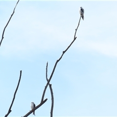 Elanus axillaris (Black-shouldered Kite) at Pialligo, ACT - 13 Jul 2025 by MB