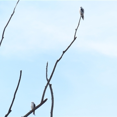 Elanus axillaris (Black-shouldered Kite) at Pialligo, ACT - 13 Jul 2025 by MB