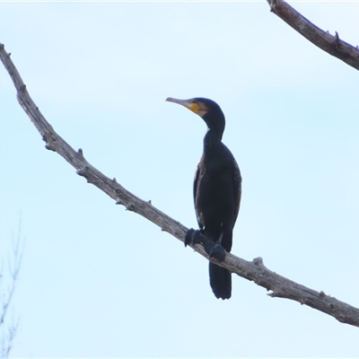 Phalacrocorax carbo at Pialligo, ACT - 13 Jul 2025 by MB
