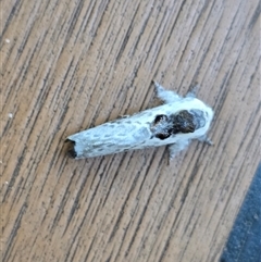 Unverified Moth (Lepidoptera) at Undefined, WA - Yesterday by Mike