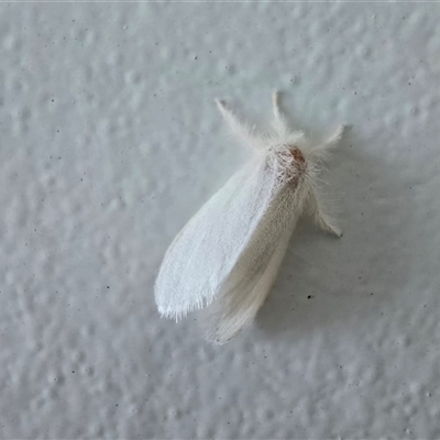 Unverified Moth (Lepidoptera) at Undefined, WA - Yesterday by Mike
