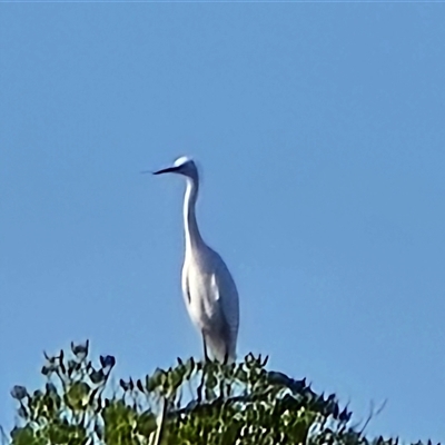 Unverified Colonial nesters (Herons, Cormorants, etc) at Prince Regent River, WA - Yesterday by Mike