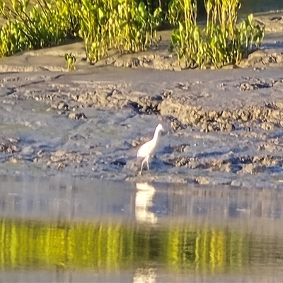 Egretta garzetta at Prince Regent River, WA - Yesterday by Mike