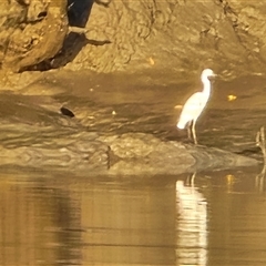 Unverified Colonial nesters (Herons, Cormorants, etc) at Prince Regent River, WA - Yesterday by Mike