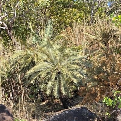Unverified Cycads at Undefined, WA - 13 Jul 2025 by Mike