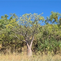 Unverified Other Tree at Undefined, WA - 13 Jul 2025 by Mike