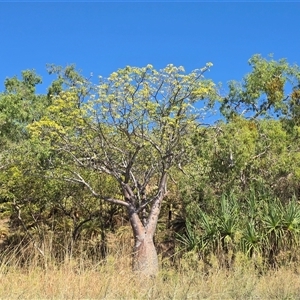 Unverified Other Tree at Undefined, WA - 13 Jul 2025 by Mike