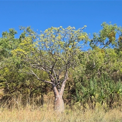 Unverified Other Tree at Undefined, WA - 13 Jul 2025 by Mike