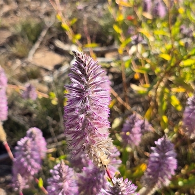 Ptilotus exaltatus at Undefined, WA - 13 Jul 2025 by Mike