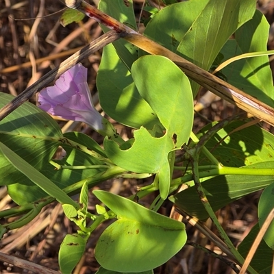 Ipomoea pes-caprae at Prince Regent River, WA - 13 Jul 2025 by Mike
