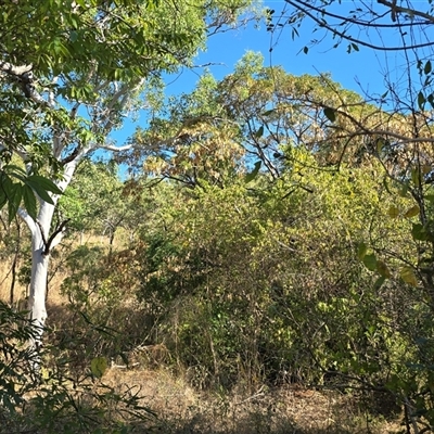 Unverified Other Tree at Prince Regent River, WA - 13 Jul 2025 by Mike