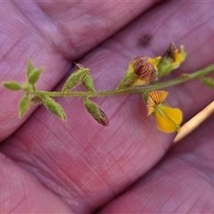 Unverified Pea at Prince Regent River, WA - 13 Jul 2025 by Mike