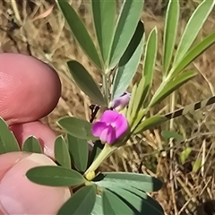 Unverified Pea at Prince Regent River, WA - 13 Jul 2025 by Mike
