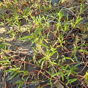 Unverified Cactus / Succulent at Undefined, WA - 13 Jul 2025 by Mike