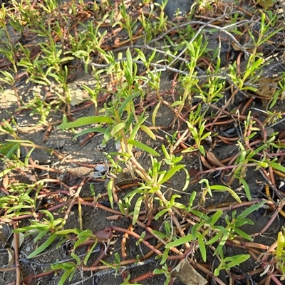 Unverified Cactus / Succulent at Undefined, WA - 13 Jul 2025 by Mike