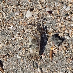 Unverified Crab at Undefined, WA - 13 Jul 2025 by Mike