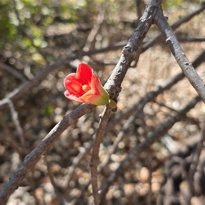Unverified Other Tree at Mitchell Plateau, WA - 11 Jul 2025 by Mike