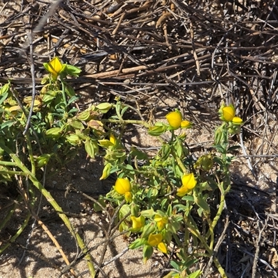 Unverified Other Wildflower or Herb at Mitchell Plateau, WA - 11 Jul 2025 by Mike