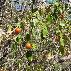Unverified Other Shrub at Mitchell Plateau, WA - 11 Jul 2025 by Mike