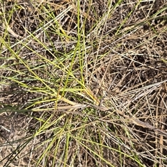 Unverified Grass at Mitchell Plateau, WA - 11 Jul 2025 by Mike