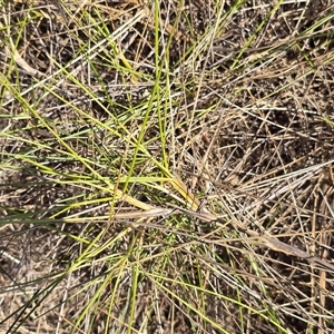 Unverified Grass at Mitchell Plateau, WA - 11 Jul 2025 by Mike