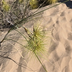 Unverified Grass at Mitchell Plateau, WA - 11 Jul 2025 by Mike